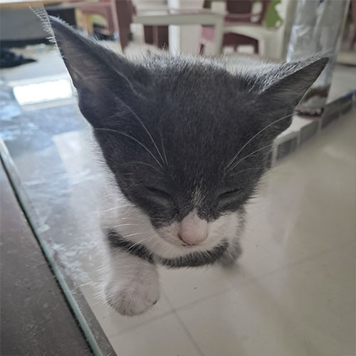 Felino hembra 2 meses