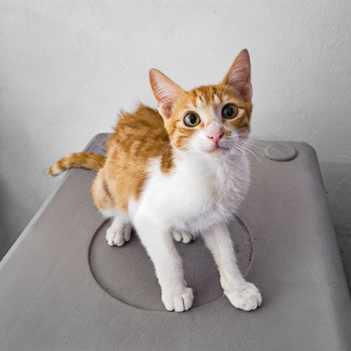 Felino macho 4 meses castrado