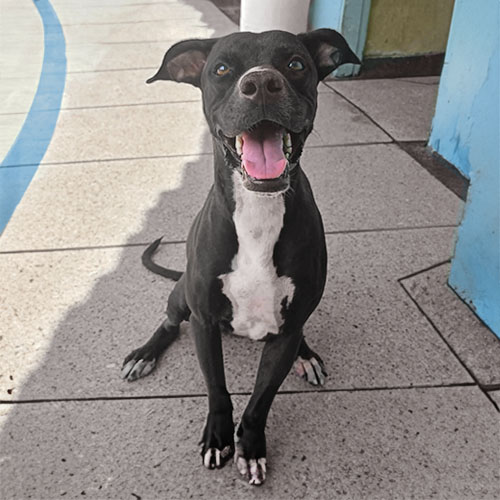 Canino macho 5 años castrado