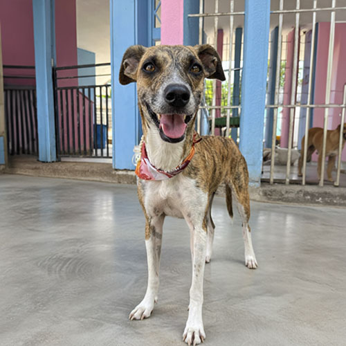 Canino hembra 1 año esterilizada