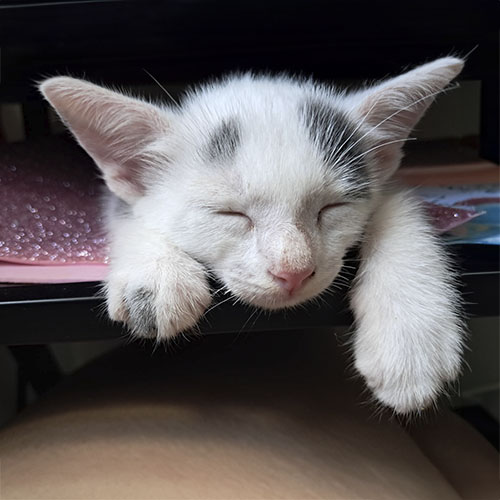 Felino hembra 2 meses