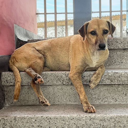 Canino hembra 6 años esterilizada