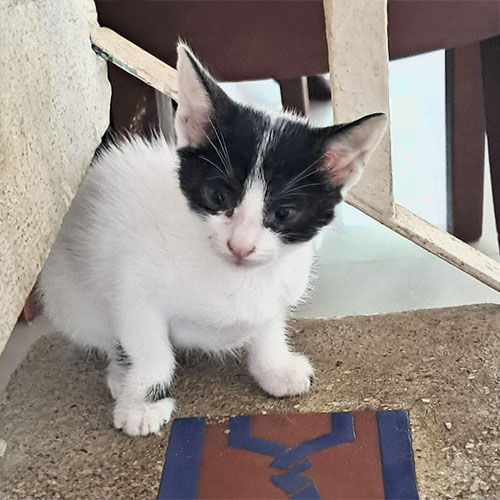 Felino macho 2 meses