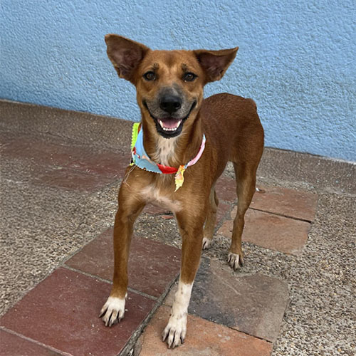 Canino hembra 1 año esterilizada