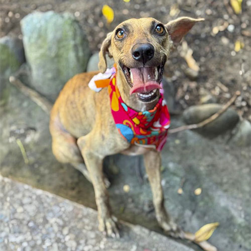 Canino Esperancita mediana 1 año esterilizada