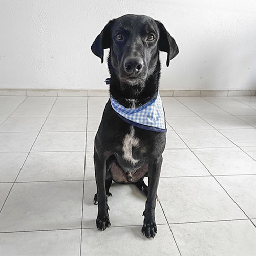 Canino Pero macho 1 año castrado