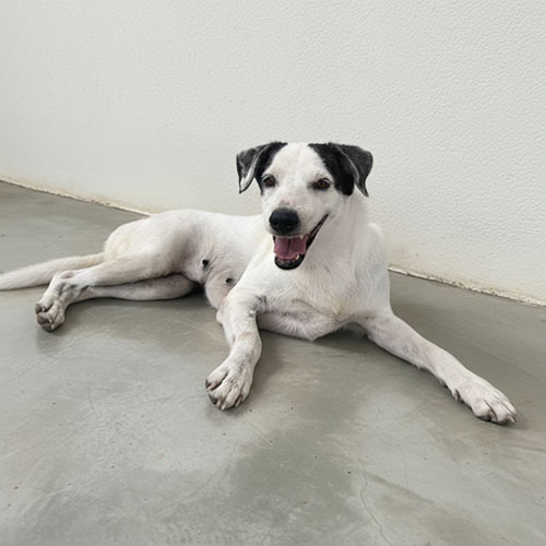 Canino hembra 6 años esterilizada