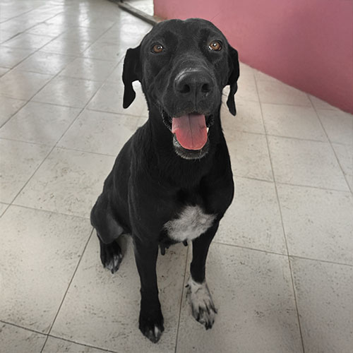 Canino hembra 2 años esterilizada