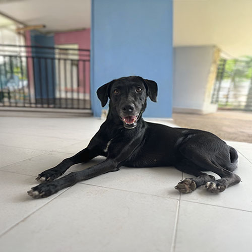 Canino hembra 1 año esterilizada