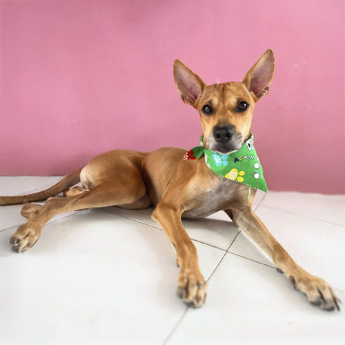 Canino macho 4 años castrado